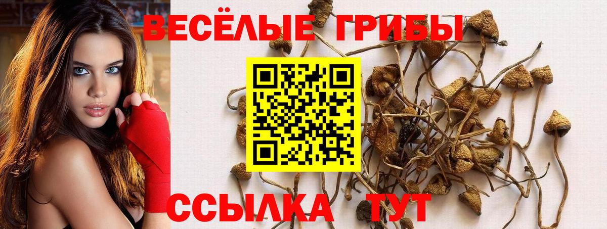 Шелехов  Псилоцибиновые грибы прущие грибы  Вход с VPN  Псилоцибиновые грибы Cubensis 